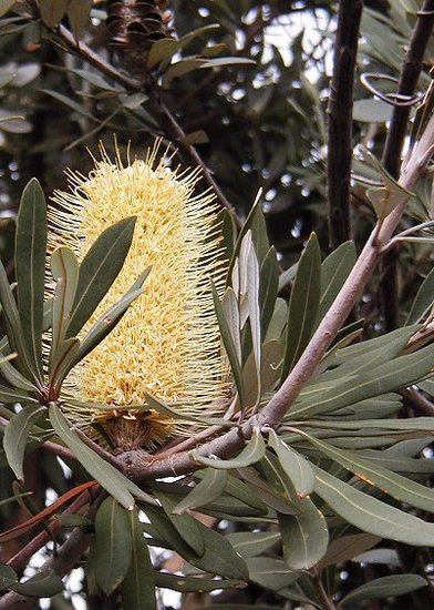 McCrae Homestead Coastal Group Inc.