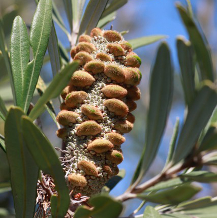 McCrae Banksia Cone